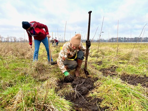 wildernest bomen planten