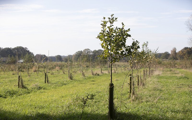 Voedselbosbouw in je testament